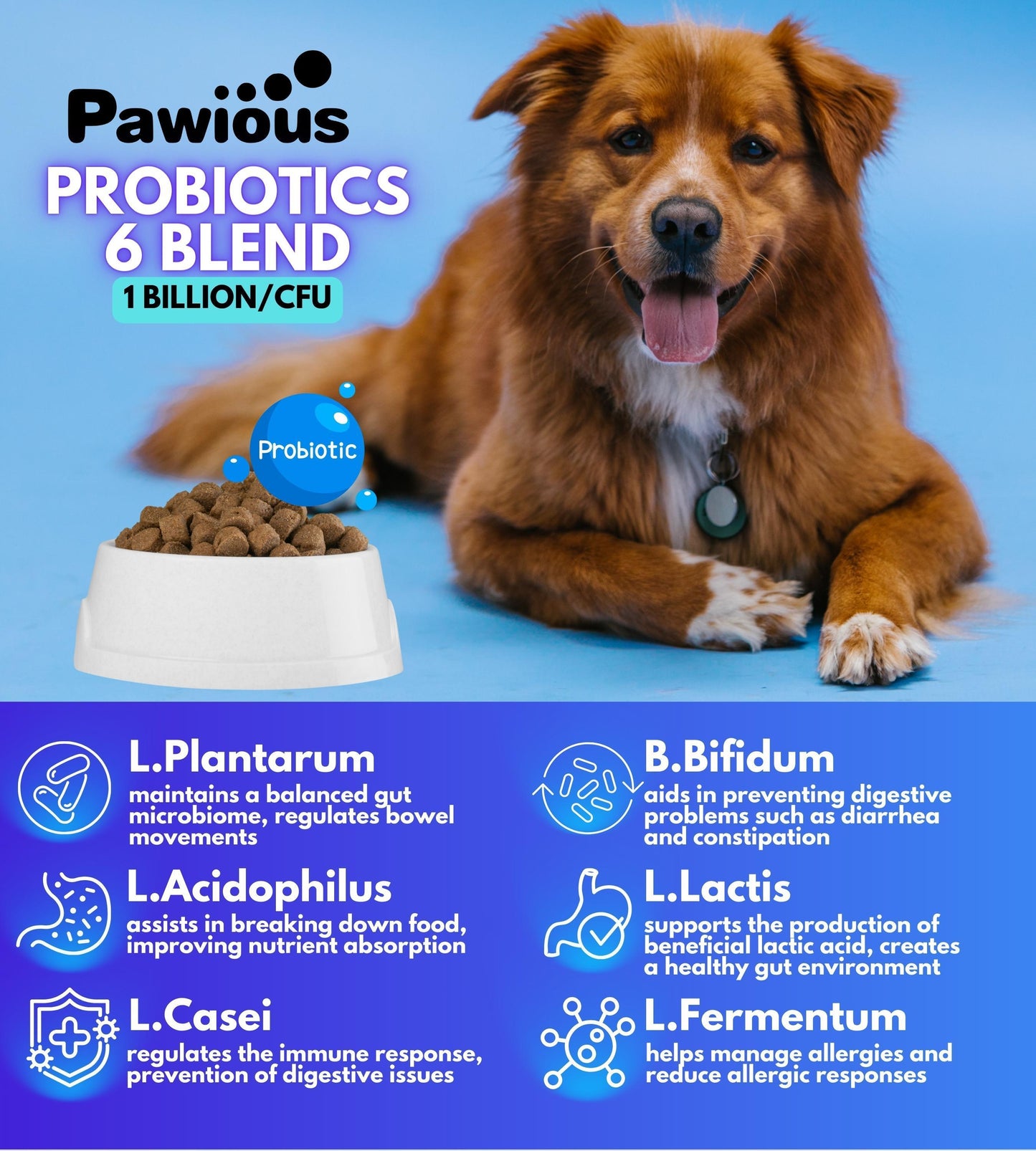 Probiotics for Dogs Digestive Enzymes Gut Flora Digestive Health